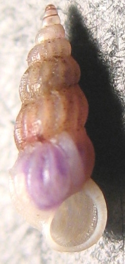 Opalia hellenica